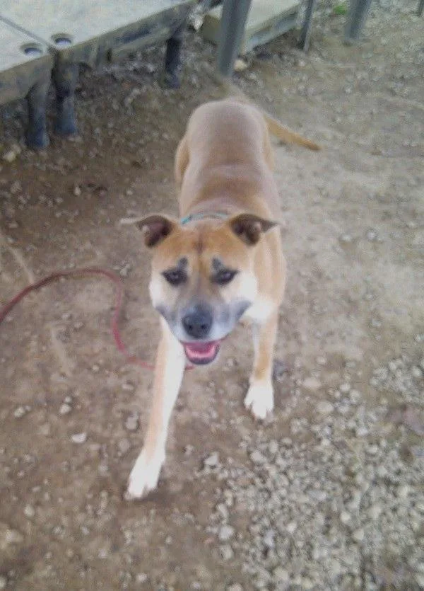 An adult medium-sized female Yellow / Tan / Blond / Fawn Mixed Breed dog named Bambi for adoption in Pegram, TN