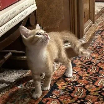 A baby small-sized male Orange / Red Domestic Short Hair cat named Julius for adoption in Houston, TX
