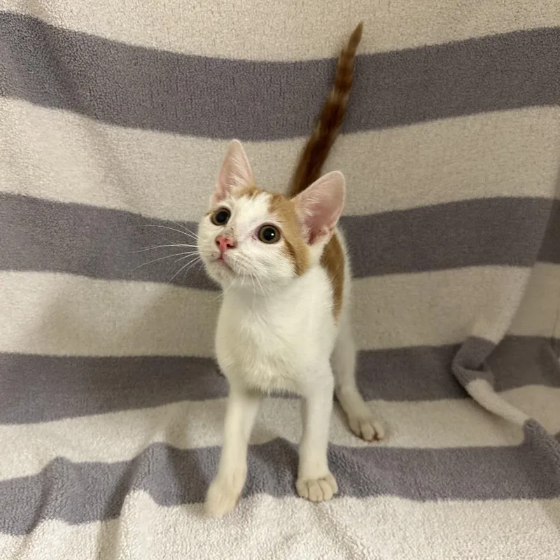 A baby small-sized male Orange / Red Domestic Short Hair cat named Darth for adoption in Newberg, OR