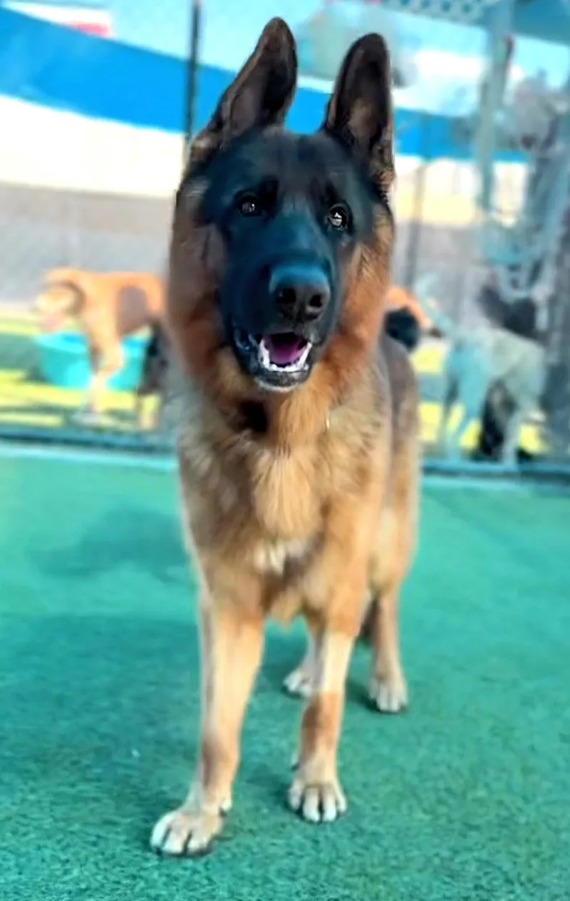 A young large-sized male German Shepherd Dog dog named Shaw for adoption in Brookfield, CT