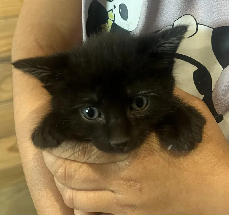 A baby medium-sized male Domestic Short Hair cat named Percy for adoption in St. Cloud, MN