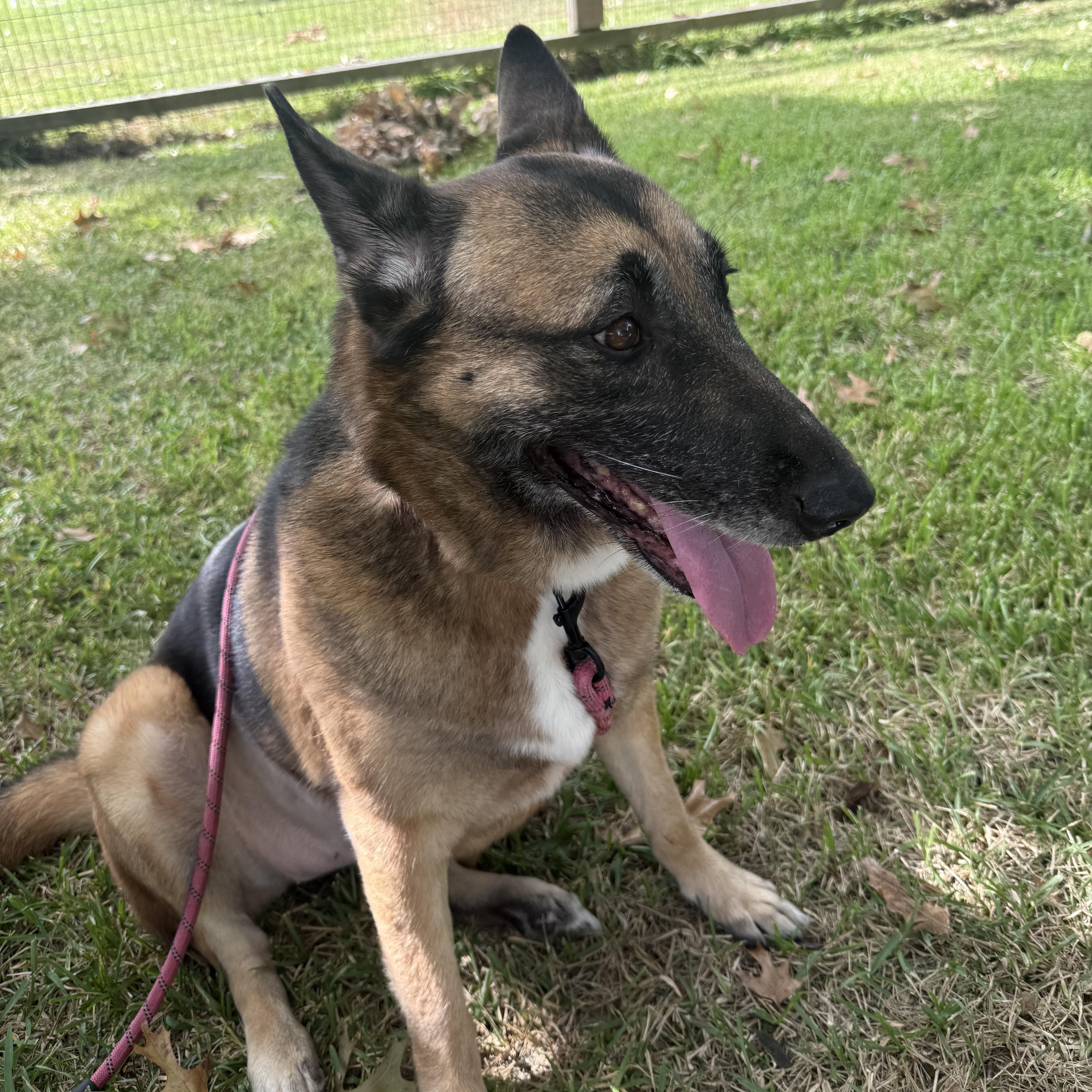An adult large-sized female German Shepherd Dog dog named Pretty for adoption in Liverpool, TX