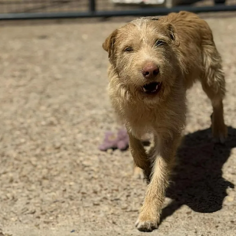 A young medium-sized female Yellow / Tan / Blond / Fawn Mixed Breed dog named Reel for adoption in Buffalo, MN