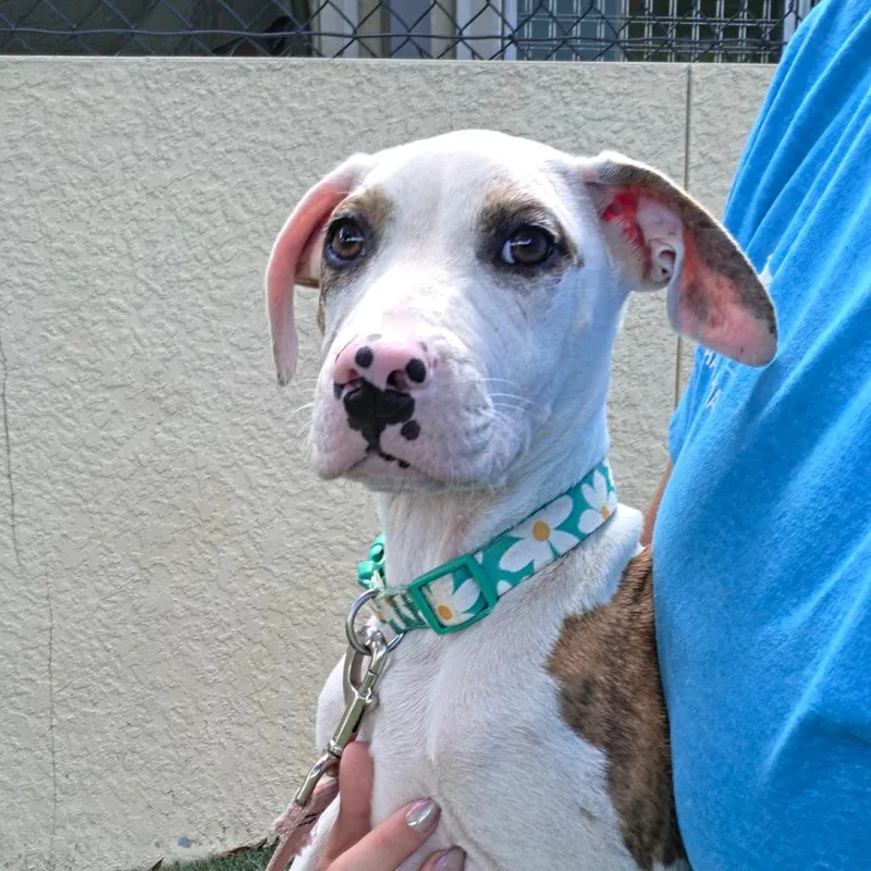 A baby small-sized male White / Cream Mixed Breed dog named Peppercorn for adoption in Naples, FL