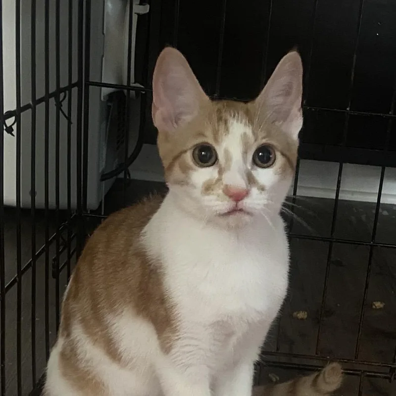 A young medium-sized male Orange / Red Domestic Short Hair cat named Dennis for adoption in Allentown, PA