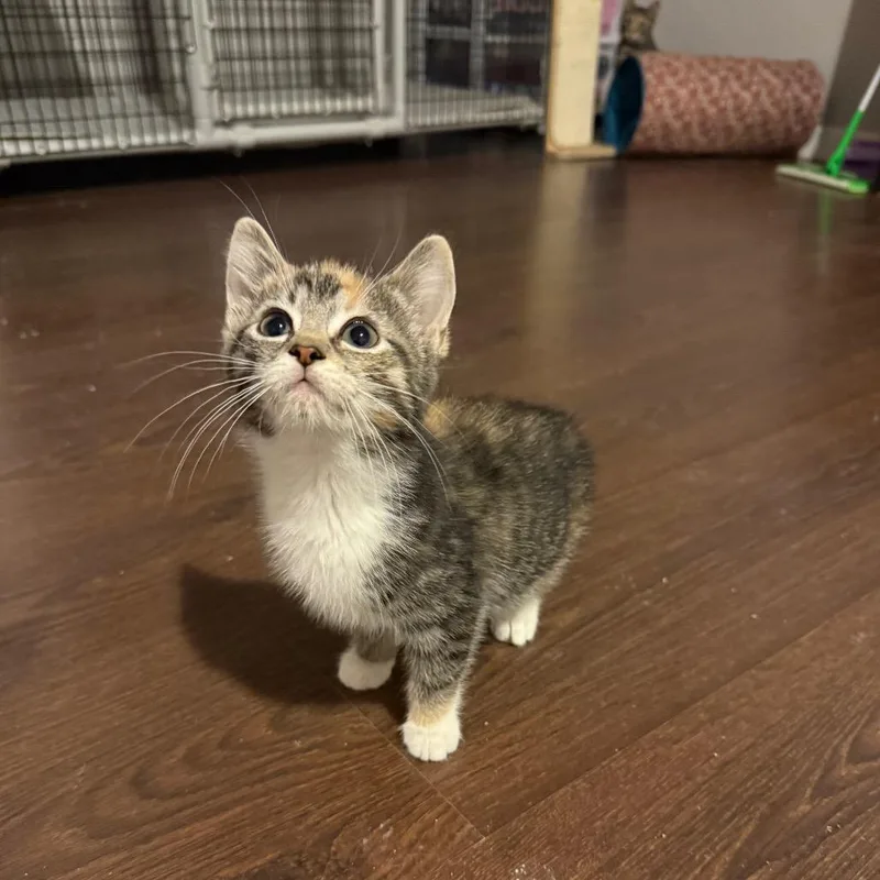 A baby small-sized female Torbie Domestic Short Hair cat named Imogen for adoption in Hedgesville, WV