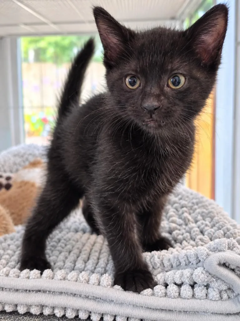 Miso