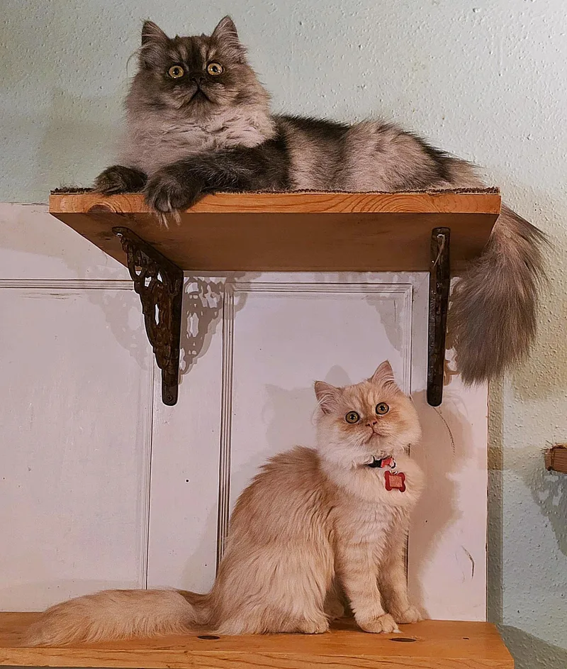 Chantilly thumbnail 3