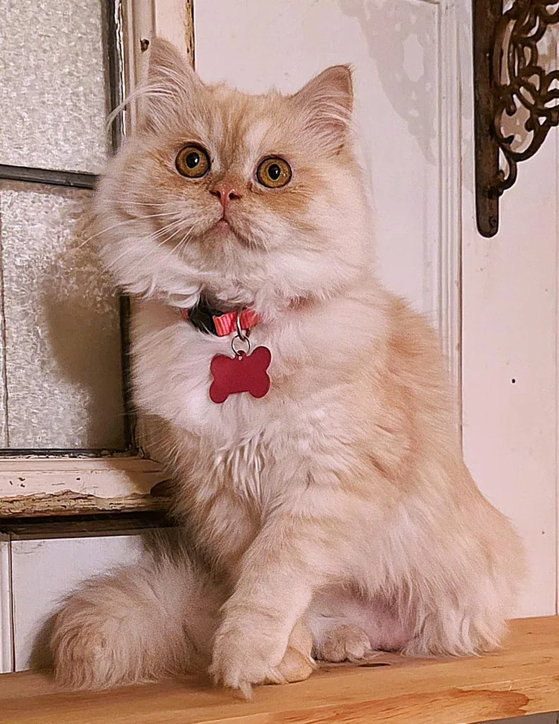 Chantilly thumbnail 4