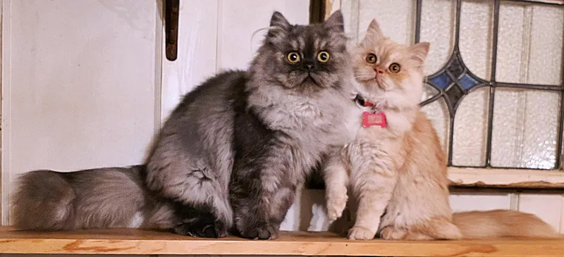 Chantilly thumbnail 5