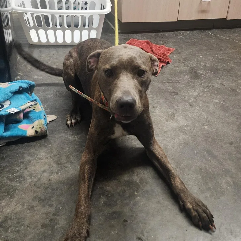 A young small-sized female Brindle Pit Bull Terrier dog named Isabella Lola Reed for adoption in Evensville, TN