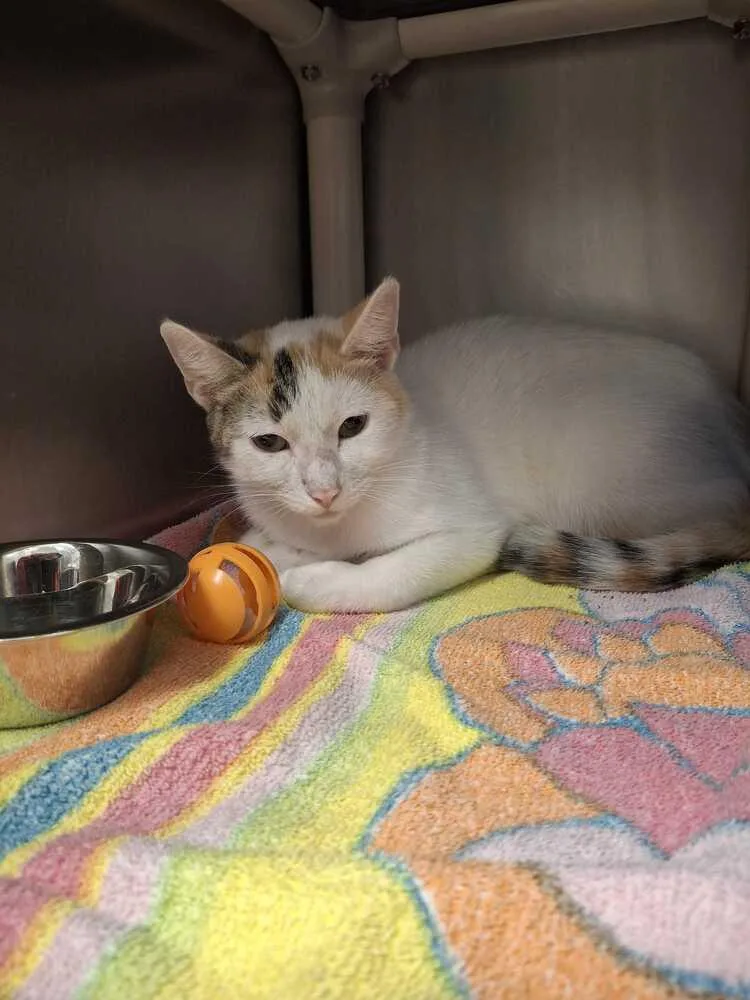 An adult medium-sized female Black & White / Tuxedo Domestic Short Hair cat named La Llorona for adoption in Bowling Green, OH