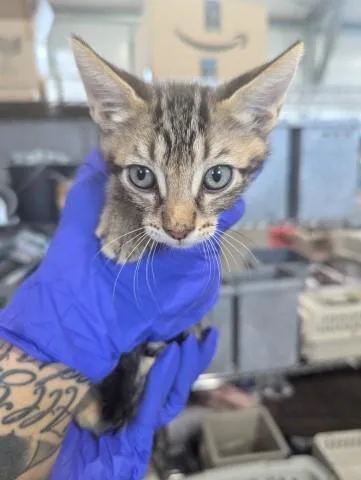 A baby small-sized male Domestic Short Hair cat named Miguel for adoption in San Bernardino, CA