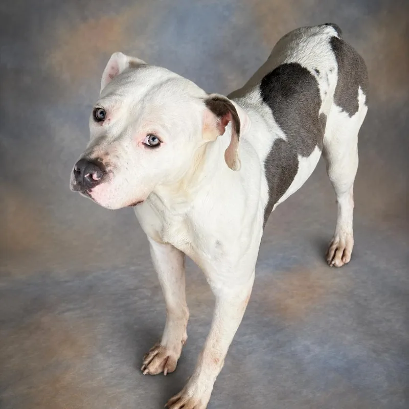 An adult medium-sized male White / Cream Pit Bull Terrier dog named Galway for adoption in East Saint Louis, IL