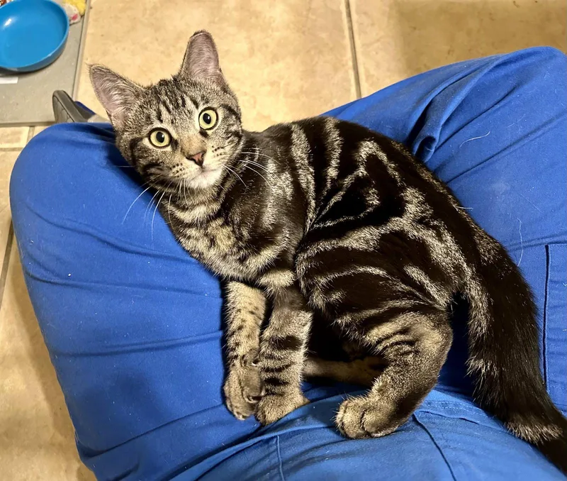 A young small-sized male Domestic Short Hair cat named Thing for adoption in Longwood, FL