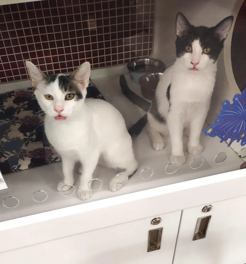 A baby medium-sized male Gray & White Domestic Short Hair cat named Enoch & Silas for adoption in Golden Valley, AZ
