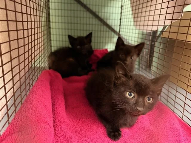 A baby small-sized female Domestic Short Hair cat named Maya for adoption in Tustin, CA