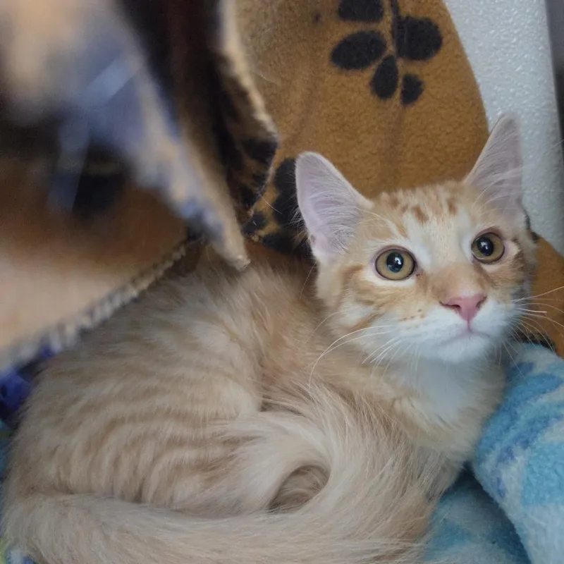 A baby small-sized male Domestic Medium Hair cat named Bastian for adoption in Rock Falls, IL