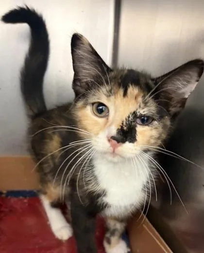 A baby small-sized female Domestic Short Hair cat named Plum for adoption in West Chester, PA