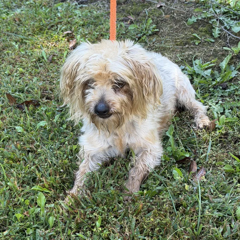 A senior small-sized male Gray / Blue / Silver Yorkie Poo dog named Joshua for adoption in Maynardville, TN