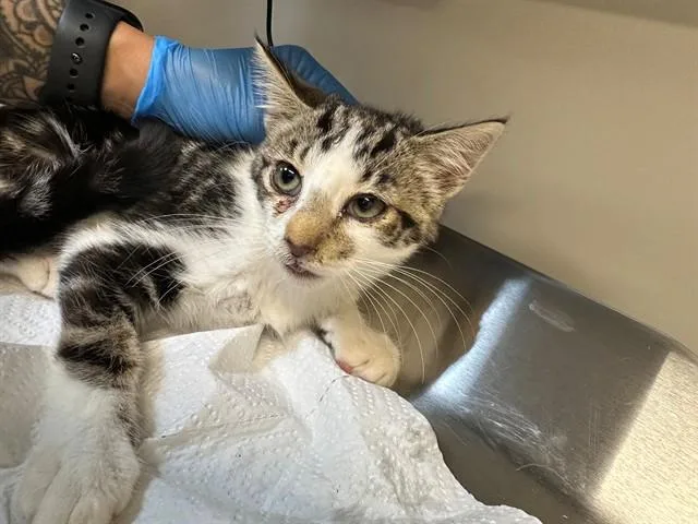 A baby small-sized male Domestic Short Hair cat named Provolone for adoption in San Luis Obispo, CA