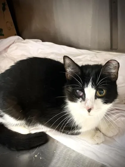 An adult medium-sized female Domestic Short Hair cat named Vanah for adoption in West Chester, PA