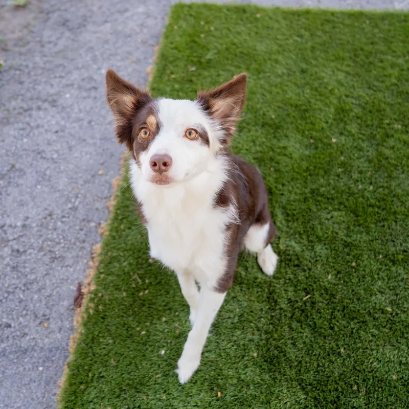 Maple Cs thumbnail 2