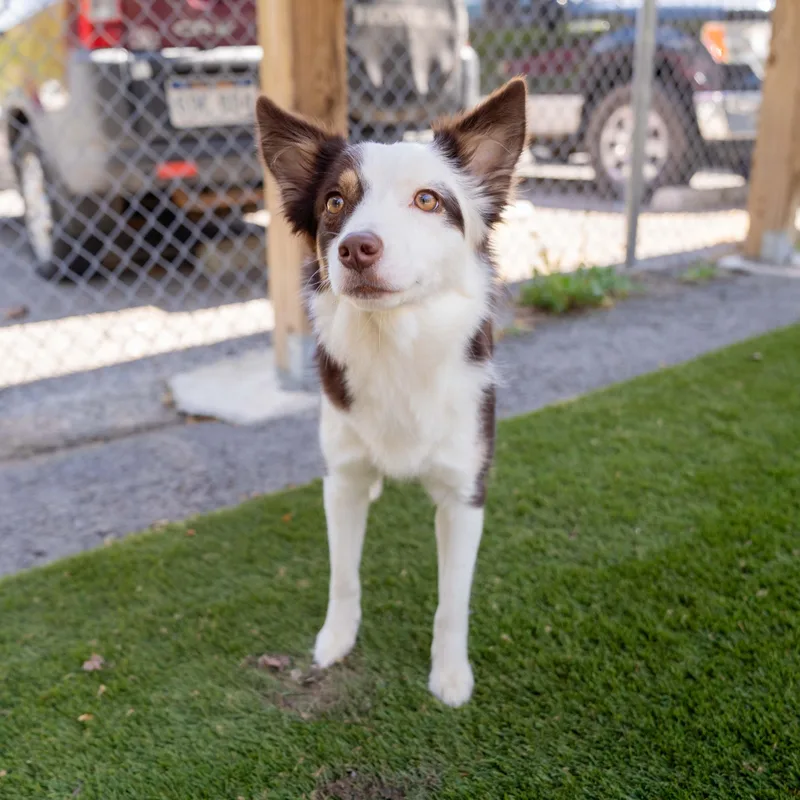 Maple Cs thumbnail 3