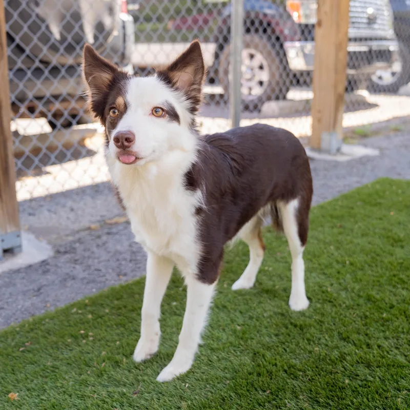 Maple Cs thumbnail 4