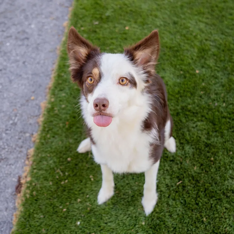 Maple Cs thumbnail 5