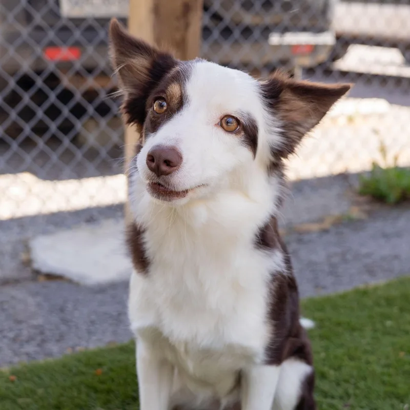 An adult medium-sized female Apricot / Beige Australian Shepherd dog named Maple Cs for adoption in Columbia, MD