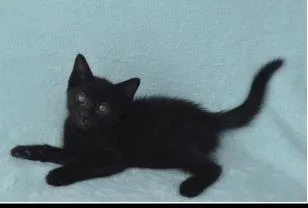 A baby small-sized female Domestic Short Hair cat named Dreamy for adoption in Largo, FL