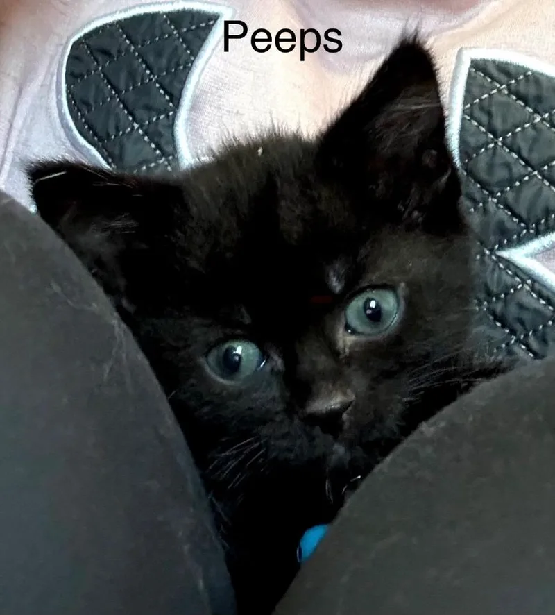 A baby small-sized female Domestic Short Hair cat named Peeps for adoption in Syracuse, IN