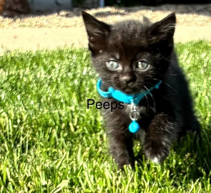 Peeps thumbnail 2