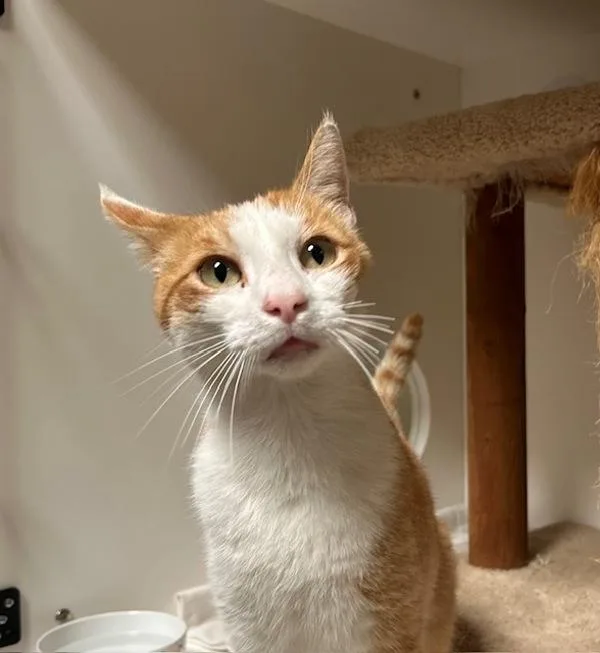 An adult small-sized male Domestic Short Hair cat named Heath for adoption in Oceanside, CA