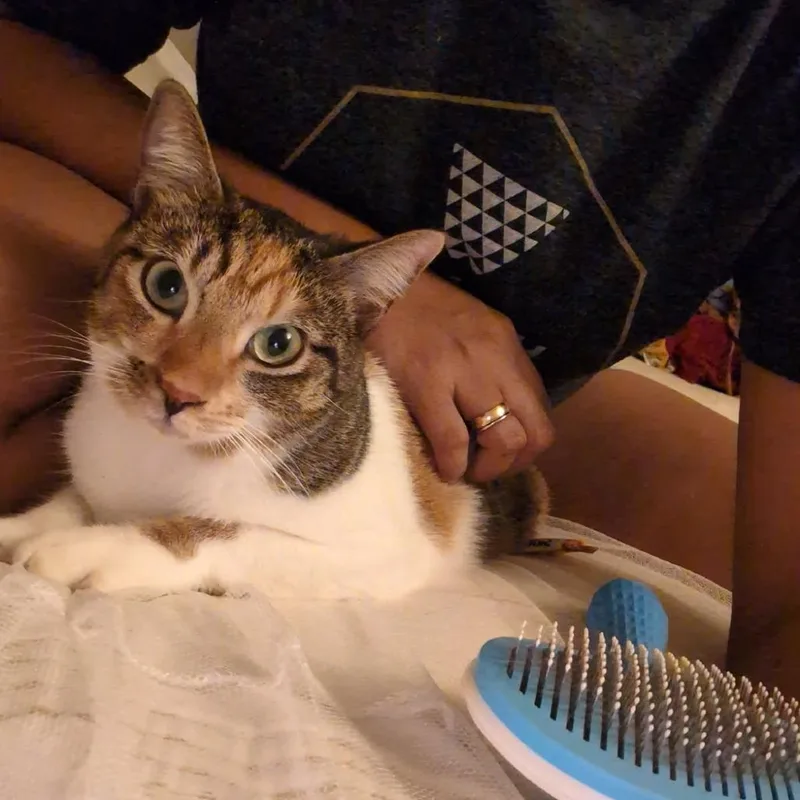 An adult large-sized female Calico American Shorthair cat named Nala for adoption in Wahiawa, HI