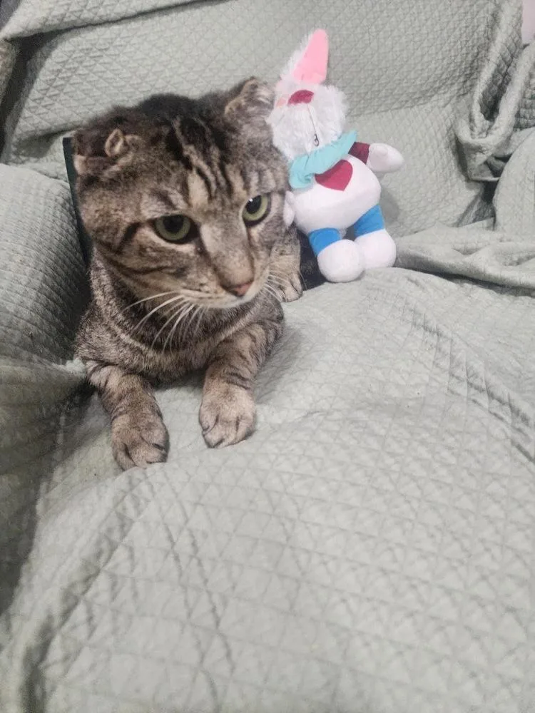 An adult medium-sized male Brown / Chocolate Domestic Short Hair cat named Chubby for adoption in Hudson, NH