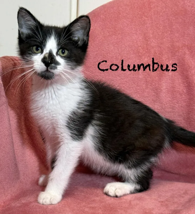 A baby medium-sized male Black & White / Tuxedo Domestic Short Hair cat named Columbus for adoption in Pawleys Island, SC