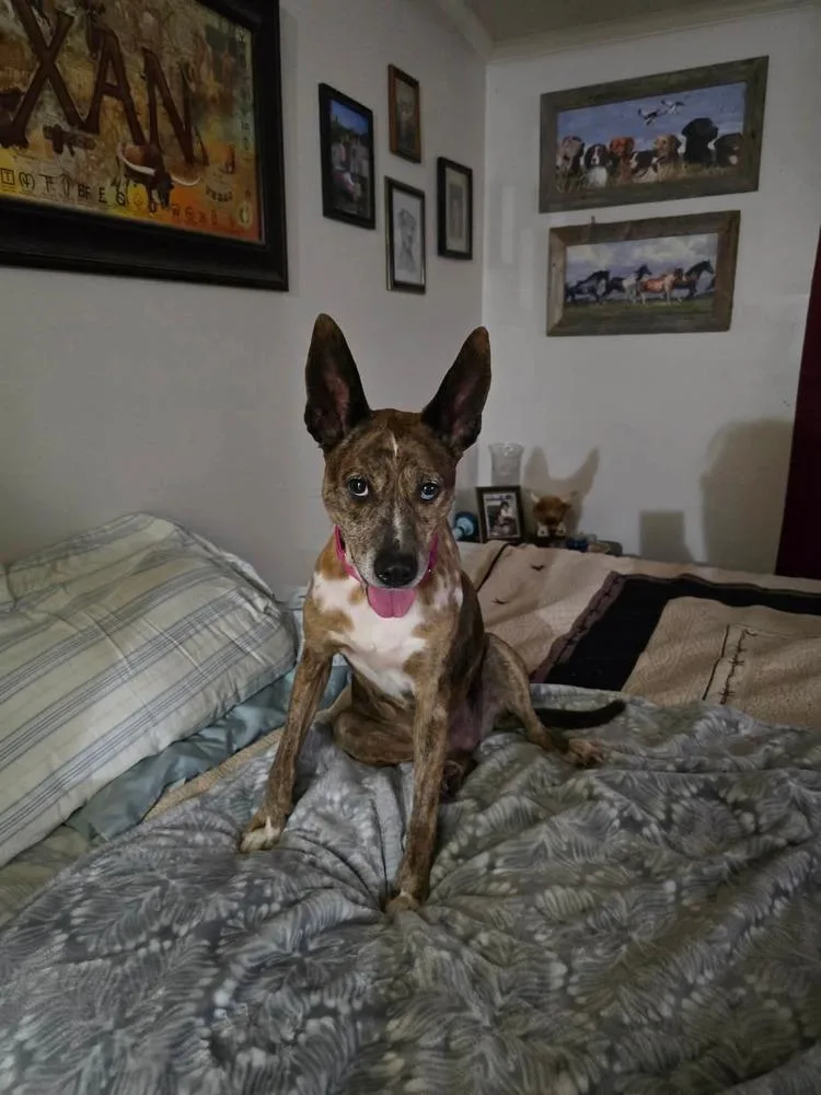 An adult medium-sized female Cattle Dog dog named Sarah  A for adoption in Silsbee, TX