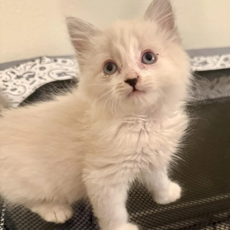 A baby small-sized female Siamese cat named Charger for adoption in Los Angeles, CA