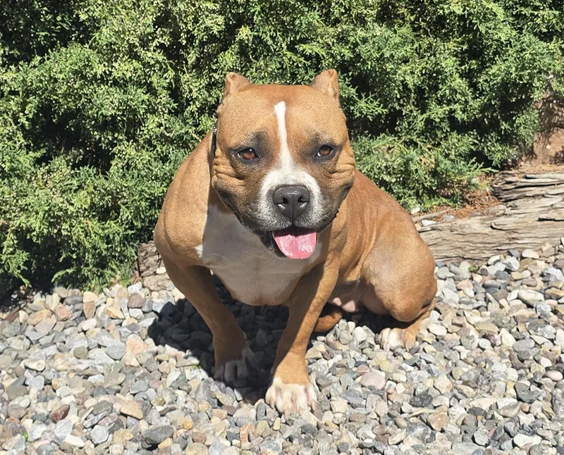 An adult medium-sized male Gray / Blue / Silver American Bully dog named Sexy Ms Sabra  for adoption in Albuquerque, NM