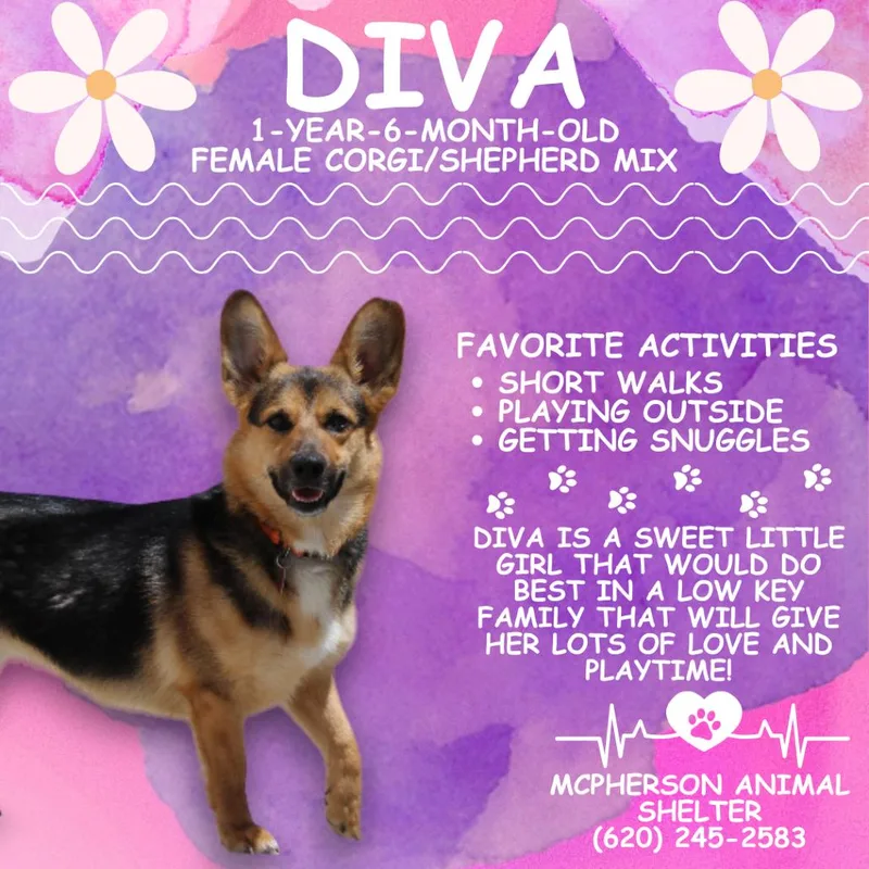 Diva thumbnail 6