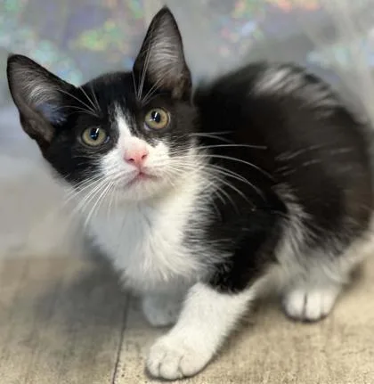 An adult small-sized female Domestic Short Hair cat named Chestnut for adoption in Shreveport, LA