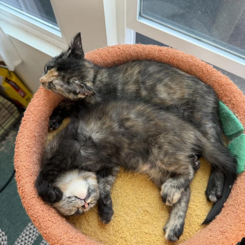 A baby small-sized female Black Domestic Short Hair cat named Queenie for adoption in Spokane, WA
