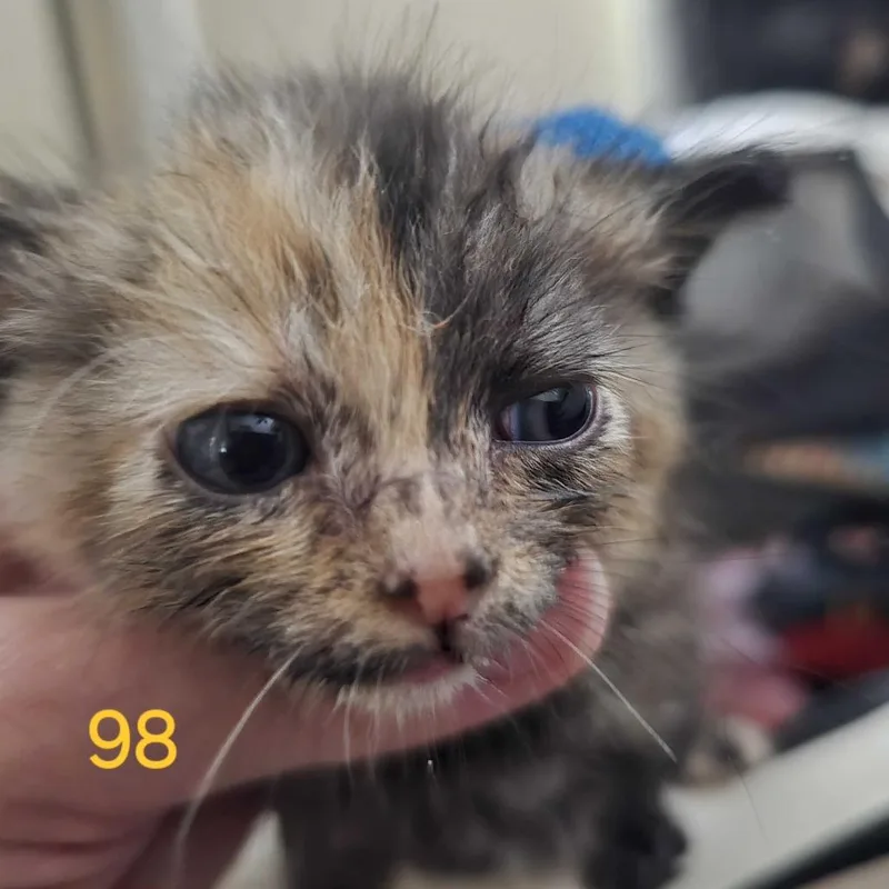 Queenie thumbnail 5