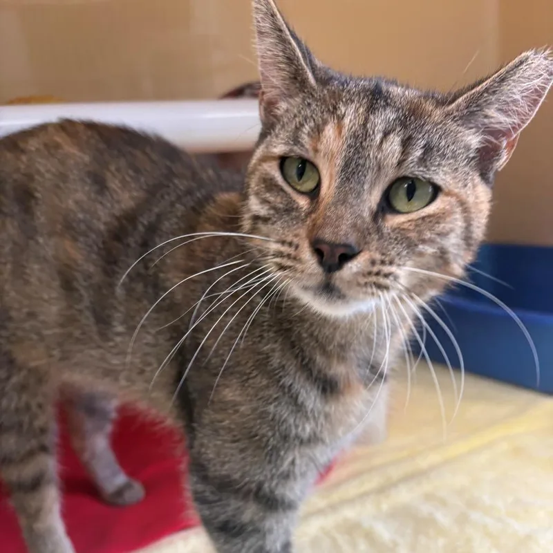An adult medium-sized female Domestic Short Hair cat named Maya for adoption in East Hanover, NJ
