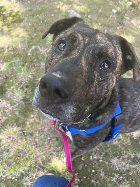 An adult medium-sized male Labrador Retriever dog named Hershey for adoption in Centerville, MA