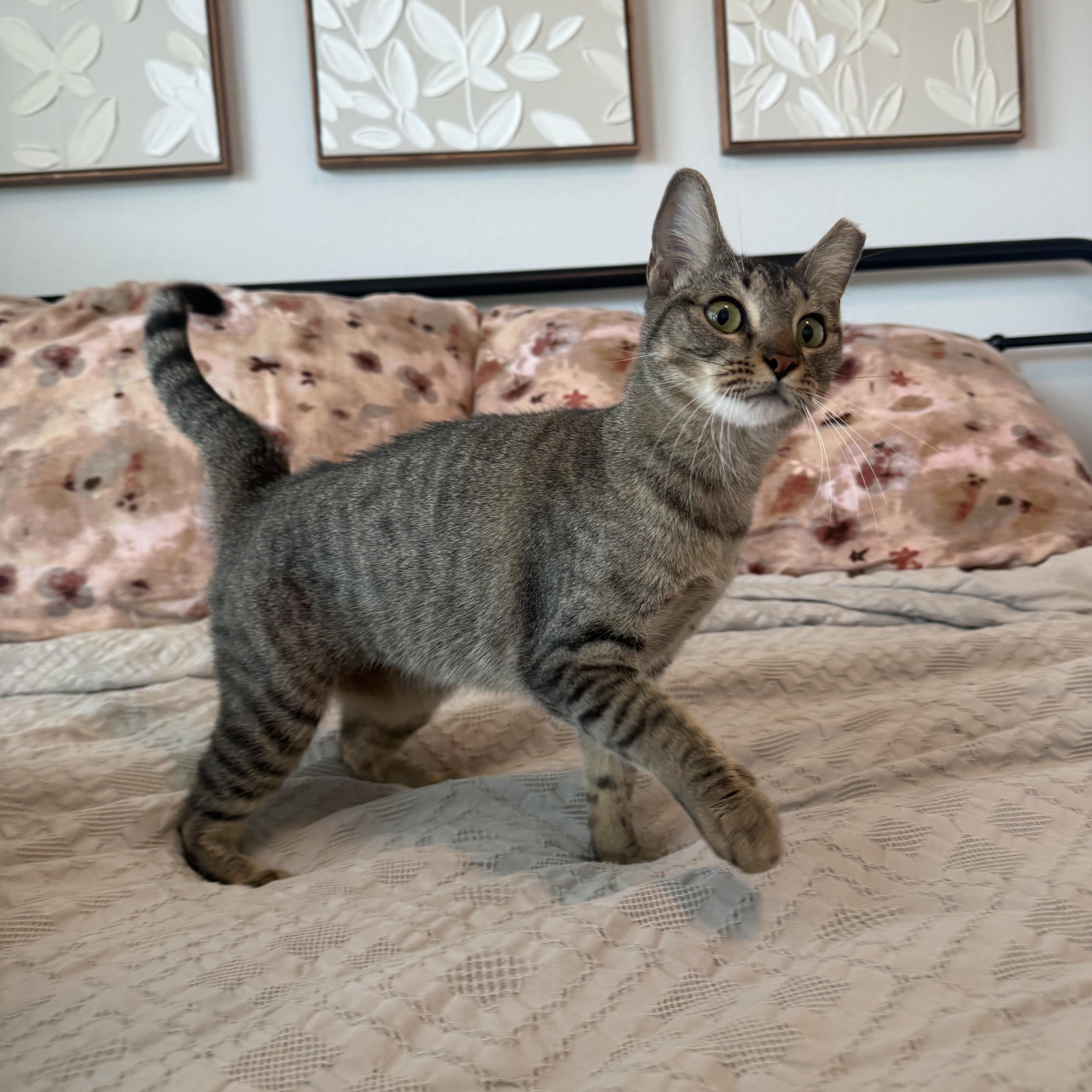 An adult medium-sized female Tabby (Brown / Chocolate) Domestic Short Hair cat named Tippy for adoption in Houston, TX