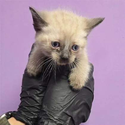 A baby small-sized male Siamese cat named 61687887 for adoption in El Paso, TX