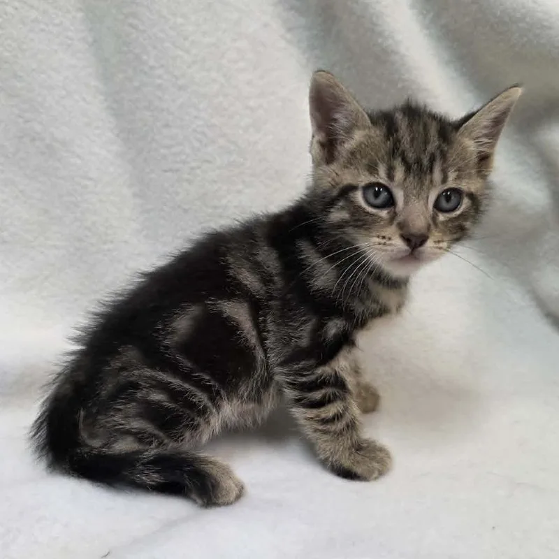 A baby small-sized male Black Domestic Short Hair cat named Andy for adoption in Pine Mountain, GA